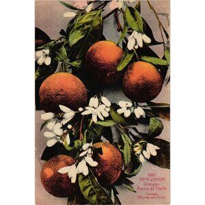 Cote DAzur Vintage Postcard Oranges Flowers Fruits Edition Giletta